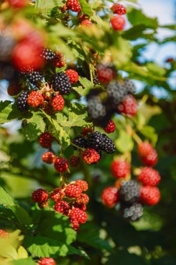 Olgun ve olgunlaşmamış böğürtlen kümelerinin güneş ışığıyla aydınlatıldığı bir böğürtlen çalılığına yakın çekim. Olgun böğürtlenler siyah ve parlak, olgunlaşmamış olanlar ise kırmızı ve yeşil yapraklarla çelişiyor.