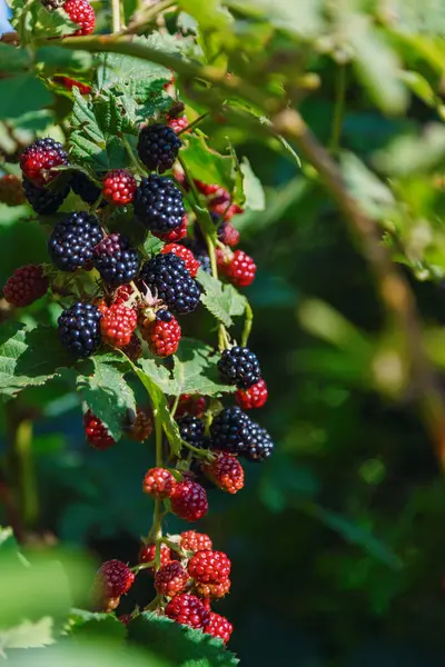 Olgun ve olgunlaşmamış böğürtlenlerle dolu bir böğürtlen ağacının yakın plan görüntüsü. Koyu siyah ve canlı kırmızı böğürtlenler arasındaki zıtlık yemyeşil yapraklara doğal bir güzellik katar.
