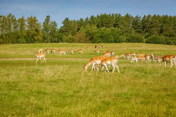 Uzun otların arasında otlayan birkaç zarif geyiği olan huzurlu bir çayır. Güneş ışığı doğada sakin ve uyumlu bir atmosfer yaratarak doğayı nazikçe aydınlatır.