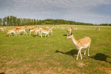 Büyük benekli geyik sürüsü bulutlu gökyüzünün altında, geniş yeşil çayırlarda huzur içinde otluyor.