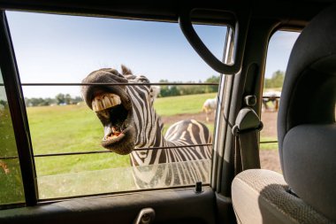 Ağzı açık komik zebra, safari aracının camından dişlerini gösteriyor. Komik vahşi yaşam anı yaratıyor. Turizm ve macera konsepti için.