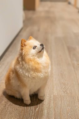 Sevimli pomeranya köpeği, bulutlu gözleriyle ahşap zeminde oturuyor, yukarı bakıyor, hayvan bakımı ve veteriner konsepti için mükemmel.