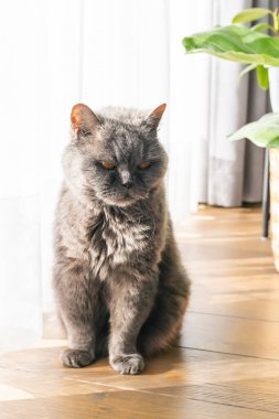 Yumuşak gri İngiliz kedisi, beyaz perdeleri ve güneş ışığı olan saksı bitkisinin yanında, ahşap zeminde oturuyor. Sıcak, rahat bir atmosfer yaratıyor.