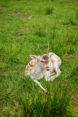 Genç benekli geyik ve küçük boynuzları yeşil çimlerin üzerinde dinleniyor. Huzurlu, doğal bir ortamda.