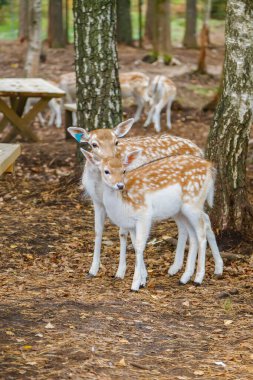 İki sevimli benekli geyik, ormanın huzurlu bir yerinde, ağaçlar ve ahşap banklarla birlikte doğal yaşam ortamı yaratıyor.