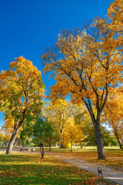 Altından ağaçların oluşturduğu göz kamaştırıcı sonbahar parkı sahnesi altında yürüyüş yolları ve bankları olan parlak mavi gökyüzüne karşı canlı bir tepe örtüsü oluşturuyor.