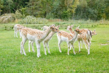 Yeşil çimlerin üzerinde duran benekli bir grup genç geyik ormanın arka planında ve doğal ortamda ahşap çitler.