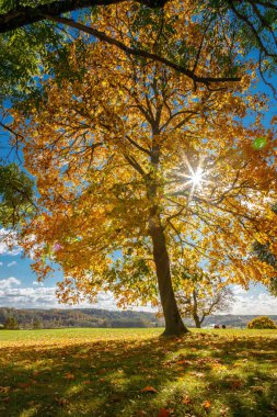 Altın güneş ışığı, sonbahar yapraklarıyla dolu canlı bir akçaağaç boyunca parıldar. Gölgesini, sakin bir parktaki yapraklarla kaplı çimlerin üzerine bırakır.