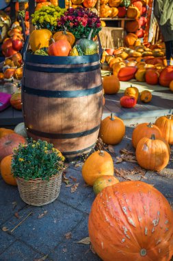 Parlak bir sonbahar festivali için rengarenk balkabağı ve su kabaklarının bol miktarda güneş ışığı, rustik fıçılar ve sepetlerle düzenlenir.