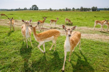 Geyik sürüsü, yemyeşil bir çayırda, sürünün etkileşimini ve sakin doğal ortamlarını gösteren geniş açılı bir çekimle yakalanır.