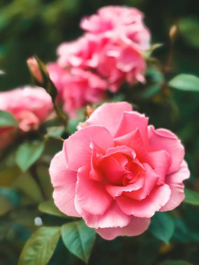 Yumuşak yeşil arkaplanı olan güzel ve canlı pembe bir gül çiçeği. Bu görüntü romantizmi, doğayı ve güzelliği temsil ediyor. Aşk ve bahçıvanlık için mükemmel bir tema.
