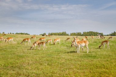 Düşmüş büyük bir geyik sürüsü güneşli yeşil bir alanda huzur içinde otluyor. Bu görüntü, doğa, hayvan ve koruma temaları için uygun doğal yaşam ortamını yakalar.