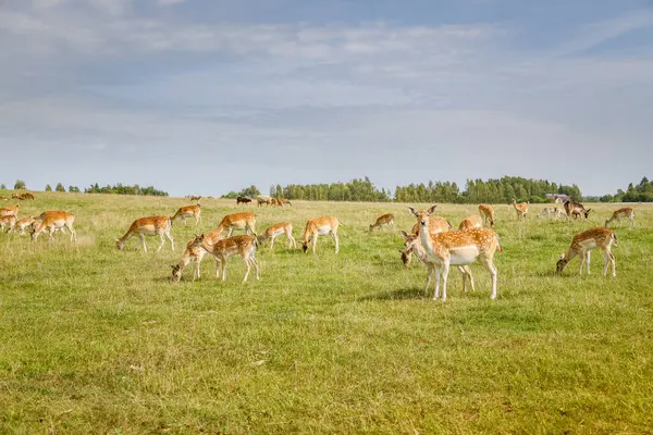Düşmüş büyük bir geyik sürüsü güneşli yeşil bir alanda huzur içinde otluyor. Bu görüntü, doğa, hayvan ve koruma temaları için uygun doğal yaşam ortamını yakalar.