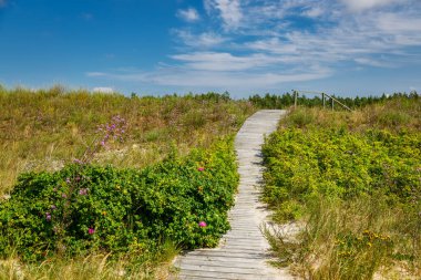 Wooden boardwalk winding through lush, flowering rosa rugosa bushes and tall grasses on a sandy dune under a bright blue sky, scenic nature and summer path concept