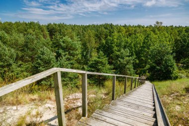 Rustic wooden walkway descending through sandy dunes and coastal grass towards a dense green forest under a bright blue sky, nature and hiking concept on the curonian spit