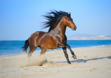 Güneşli bir günde kumsalda koşan uzun yeleli, arka planda mavi deniz olan bir at.