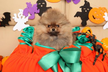 Cadılar Bayramı için heykelciklerle süslenmiş büyük turuncu bir sepetin içinde Pomeranya köpeği.