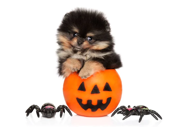Pomeranian Spitz Kiskutya Egy Dekoratív Tök Díszített Halloween Ünnep — Stock Fotó