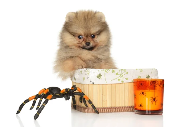 一只波美拉尼亚小狗坐在一个装饰过万圣节的篮子里 — 图库照片