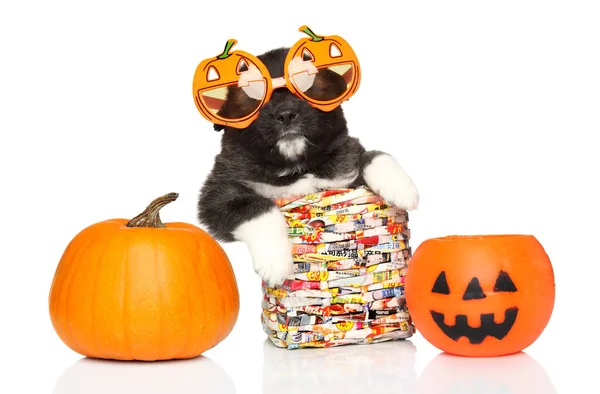 Fehér Juhászkutya Vicces Szemüvegben Egy Fonott Kosárban Fehér Háttérrel Halloween — Stock Fotó
