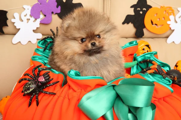 크리스마스를 기념하기 인형으로 커다란 오렌지색 바구니에 포메라니안 스피츠 강아지 — 스톡 사진