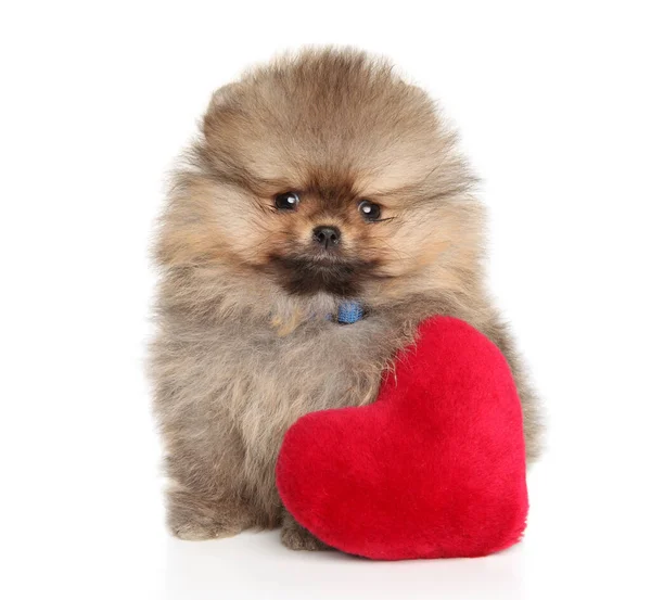 Pomeranian Puppy Huge Stuffed Toy Shape Heart White Background Baby — Stock Photo, Image