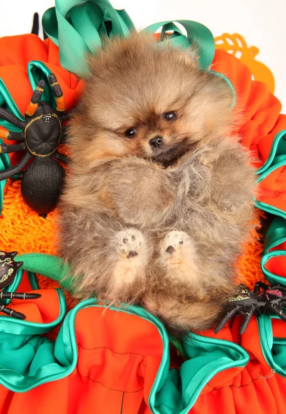 Funny Pomeranian Puppy Huge Orange Basket Decorated Figures Halloween Holiday — Stock Photo, Image