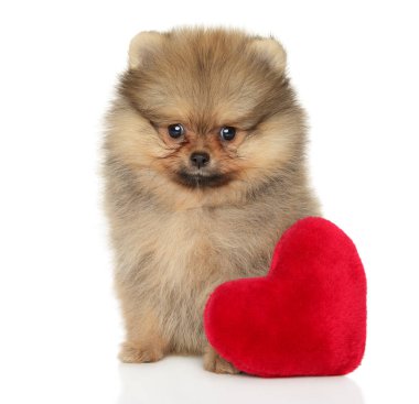 Pomeranian Spitz köpeği yumuşak kırmızı kalp şeklinde oyuncağıyla
