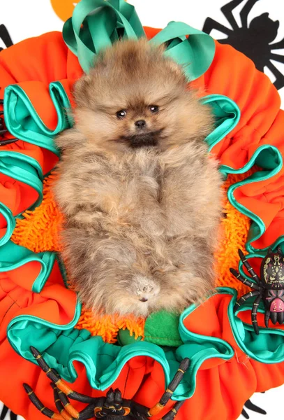 幸せなポメラニアの子犬は 大きなクモの数字の横にある巨大なカボチャの形をした枕の上に横たわっています — ストック写真