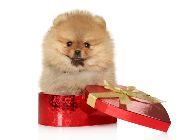 Pomeranian Spitz Puppy Sits Red Heart Shaped Gift Box White — Stock Photo, Image