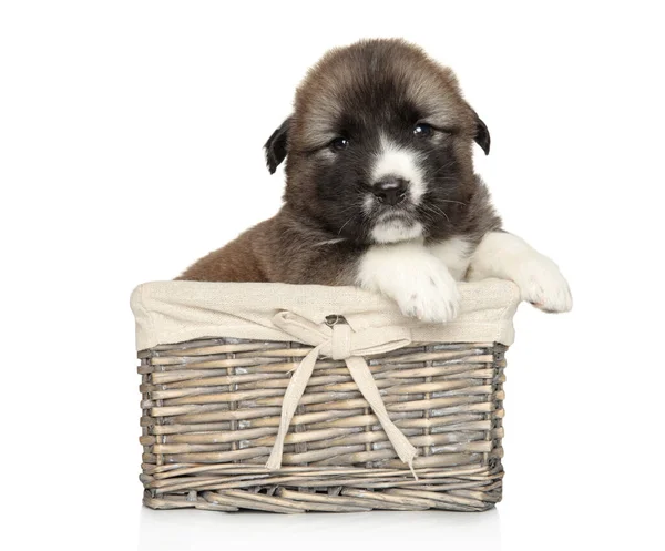 Caucasian Shepherd Puppy Wicker Basket White Background — Stock Photo, Image