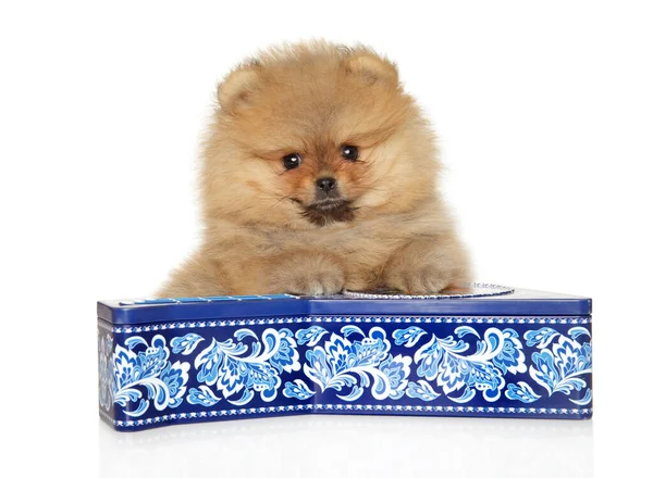 Pomeranian Spitz Poses Lying Multicolored Box White Background — Stock Photo, Image