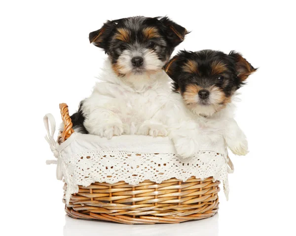 Two Beaver Yorkshire Terriers Sits Wicker Basket White Background — Stock Photo, Image