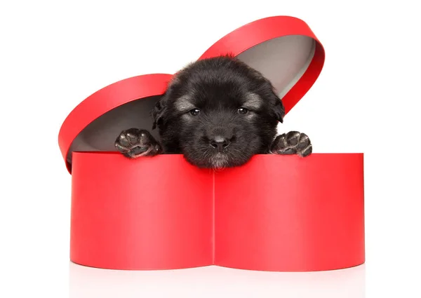 Kaukasischer Schäferhund Welpe Sitzt Einer Großen Roten Herzförmigen Box — Stockfoto