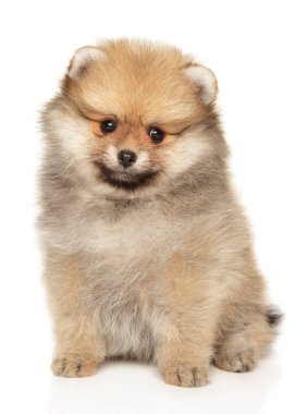 Pomeranian puppy sits on a white background