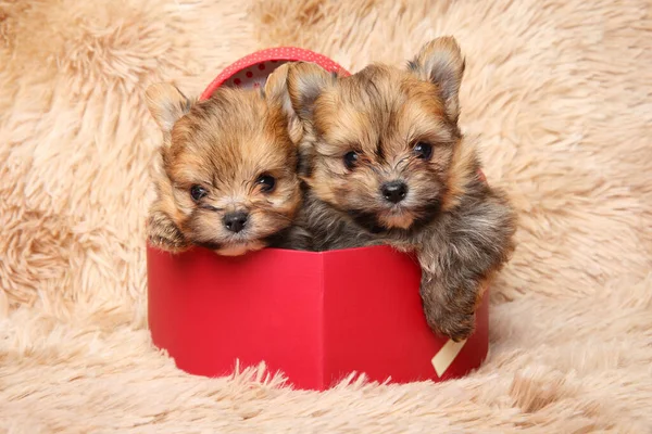 Pomeranian Puppies Red Heart Shaped Gift Box Front View — Stock Photo, Image