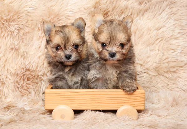 Two Pomeranian Puppies Wooden Toy — Stock Photo, Image