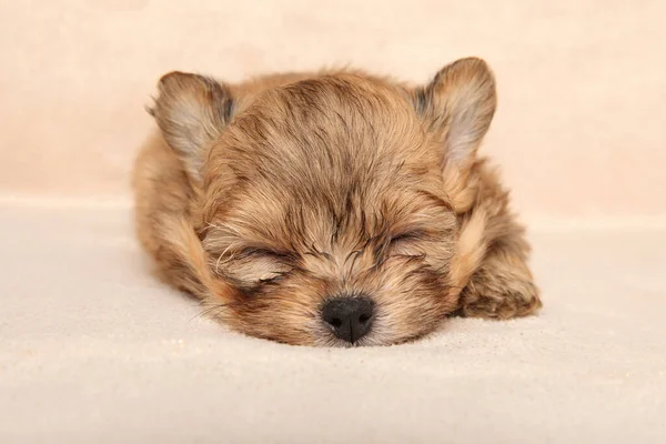 Tiny Pomeranian Puppy Sleeps Sweetly — Stock Photo, Image