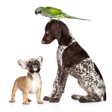 Beyaz arka planda bir grup evcil hayvan. Beyaz arka planda iki köpek ve bir papağan.