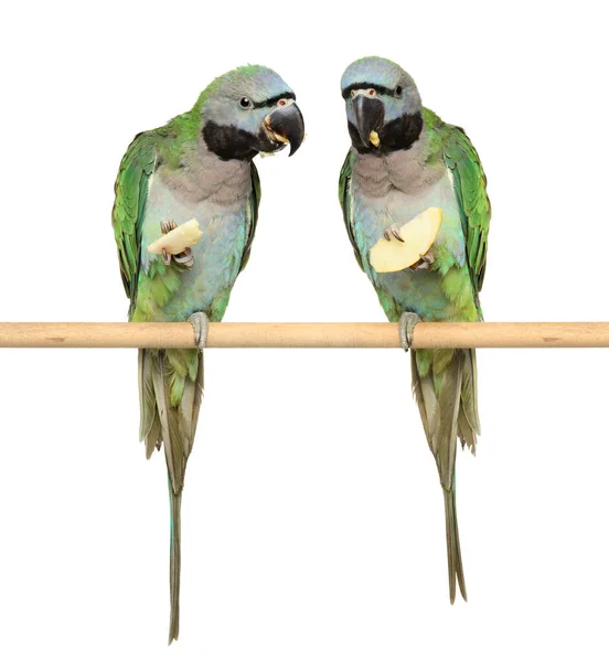 Two Big Green Parrots Sitting Perch Gnawing Dry Apple Isolated — Stock Photo, Image