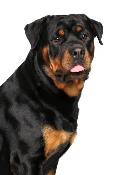 Egy Feltűnő Rottweiler Magabiztosan Pózol Fehér Háttéren — Stock Fotó