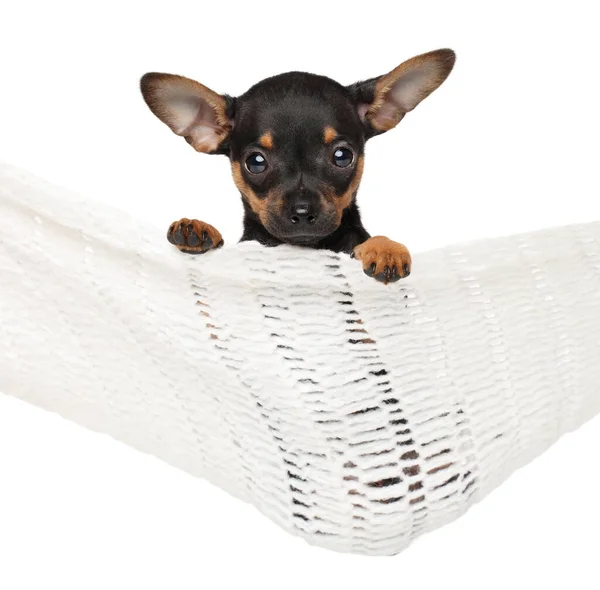 Russian Toy Terrier Sitting Hammock White Background — Stock Photo, Image