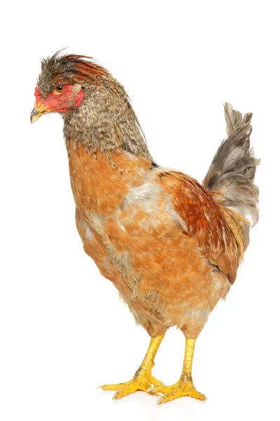 若いサラブレッドの鶏は白い背景に立っています — ストック写真