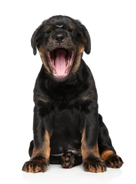Szczeniak Rottweiler Momencie Ziewania Siedzi Białym Tle — Zdjęcie stockowe