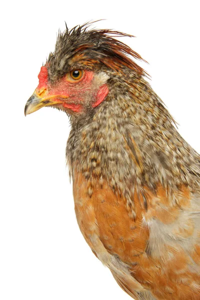Young Thoroughbred Ayam Close Pada Latar Belakang Putih — Stok Foto