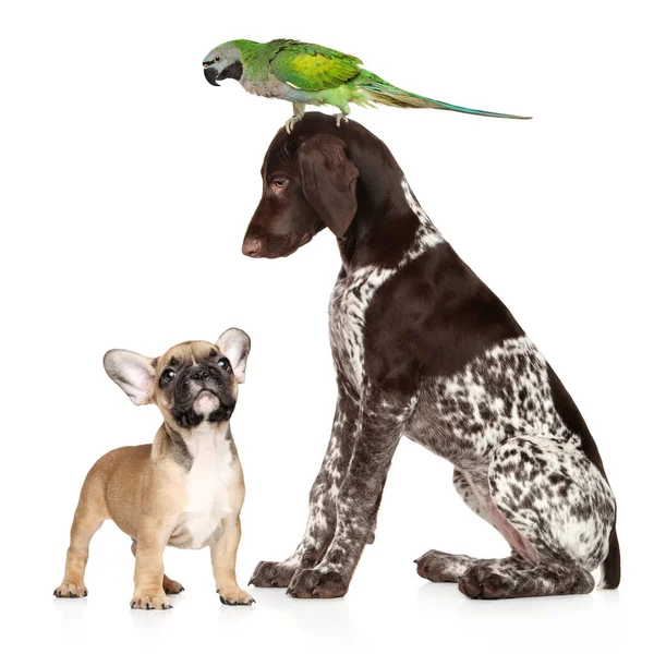 一群白色背景的宠物 两只狗和一只白背鹦鹉 — 图库照片