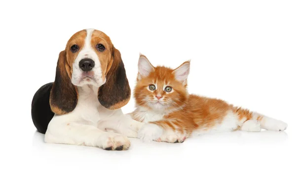Hund Und Katze Liegen Zusammen Auf Weißem Hintergrund — Stockfoto