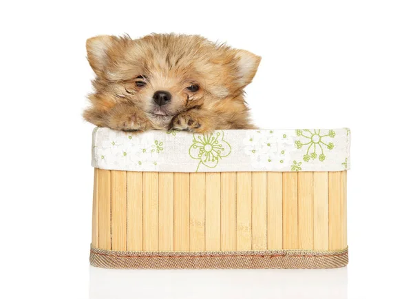 York Pomeranian Cachorro Está Sentado Una Canasta Mimbre Sobre Fondo — Foto de Stock
