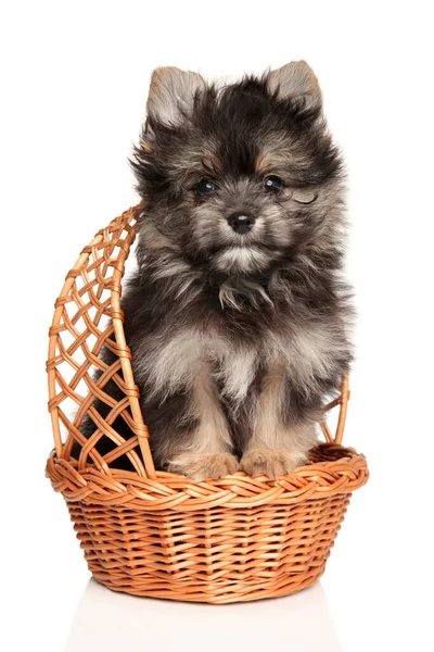 York Pomeranian Filhote Cachorro Está Sentado Uma Cesta Vime Fundo — Fotografia de Stock