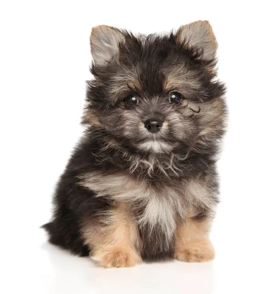 York Pomeranian Filhote Cachorro Está Sentado Uma Cesta Vime Fundo — Fotografia de Stock